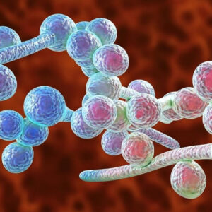 Introducción a la Micología Médica